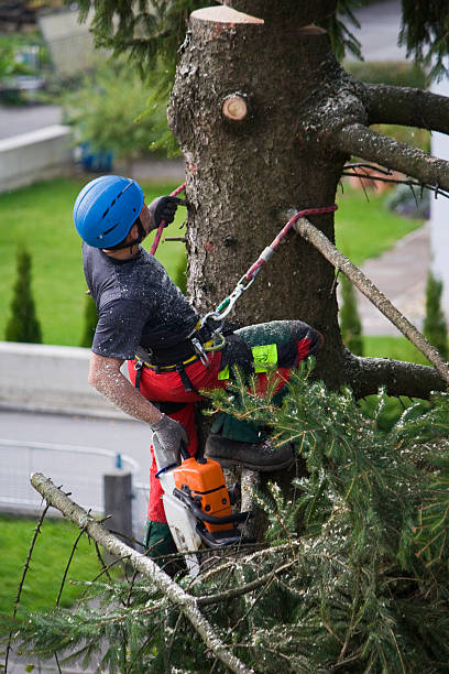 Best Stump Grinding and Removal  in Cascade Chipita Park, CO