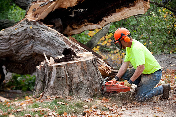 Best Tree Cabling and Bracing  in Cascade Chipita Park, CO